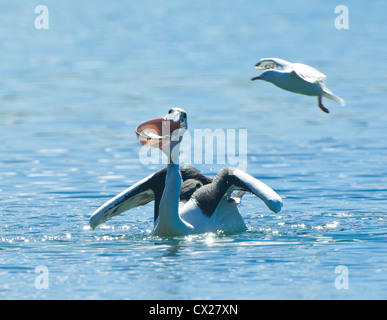 Australische Pelican Fütterung (Pelecanus Conspicillatus), Minnamurra, New-South.Wales, Australien Stockfoto
