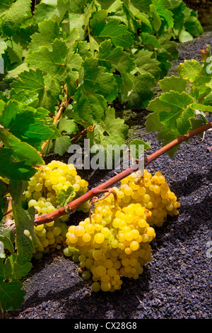 Lanzarote La Geria Weinberge auf schwarzen Vulkanerde in Kanarische Inseln Stockfoto