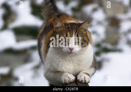 Schildpatt Katze schärfen ihre Krallen an einem hölzernen Geländer und Blick in die Kamera (Schneefelder im Hintergrund) Stockfoto