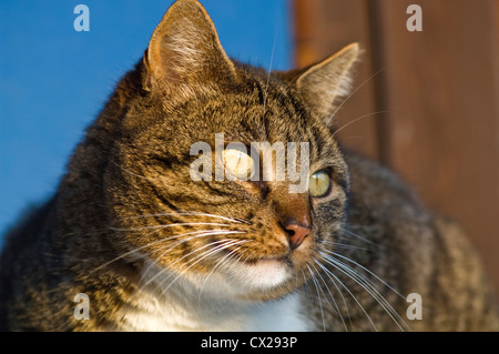 Kater sitzt auf der Fensterbank etwas aufmerksam beobachten Stockfoto