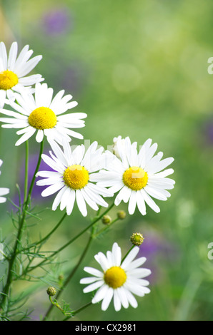Grasgrün und Kamillen in der Natur Stockfoto
