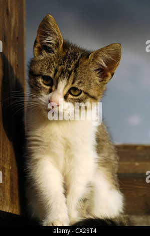 Ungefähr zwei Monate alte Kätzchen sitzt auf der Fensterbank Stockfoto