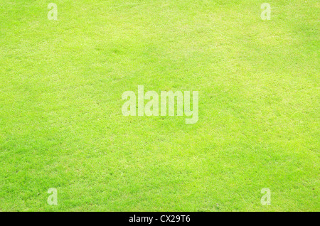 Nahaufnahme Bild frisches Frühlingsgrün Gras Stockfoto