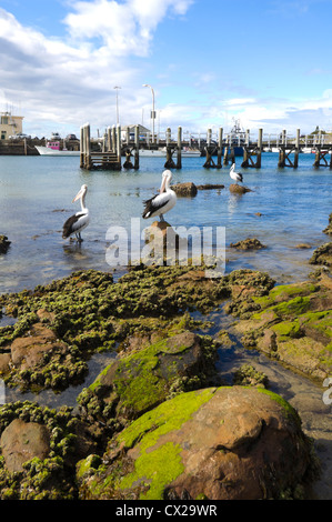 Angeln, Hafen, North Wollongong, New South Wales, Australien Stockfoto