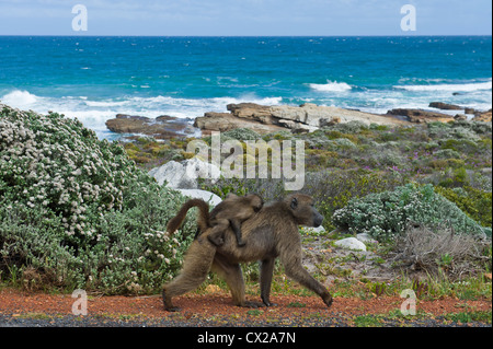 Weibliche Chacma Pavian mit jungen, Cape Pavian (Papio Ursinus), Kap der guten Hoffnung, Südafrika Stockfoto