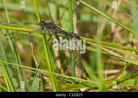 Black Darter Libellen Paarung Stockfoto