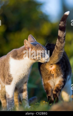 Begegnung von zwei Katzen im Garten Stockfoto