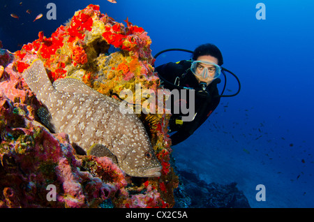 Cocos Island, Costa Rica, Unterwasser Meerestiere, Zackenbarsch Fisch, Taucher, weibliche Taucher, blaues Wasser, klares Wasser, Korallenriffe, Ozean. Stockfoto