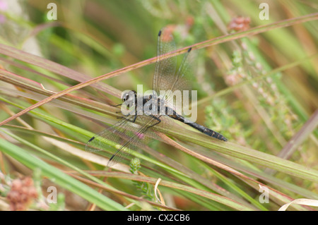 Männliche schwarze Darter Libelle ruht in Grünland Stockfoto