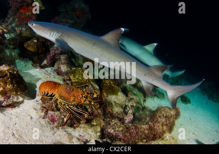 Haie in Cocos Island, Costa Rica, weiße Spitze Hai, Meinhard Tauchgang, Nachttauchen, Jagd, Jäger, gefährliche, Ozean, dunkle Wasser Stockfoto