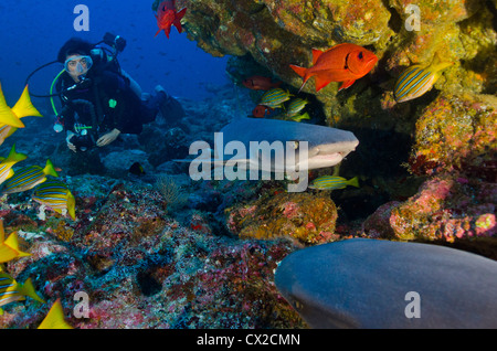 Haie in Cocos island, Costa Rica, Haie, Taucher, weibliche Taucher, Weißspitzen Haie, blaues Wasser, Meer, Tauchen, tropischen Riff. Stockfoto