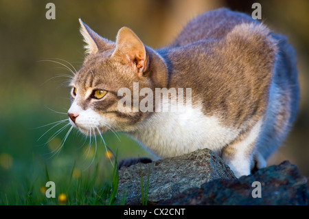 Eine junge Katze lauert im Garten Stockfoto