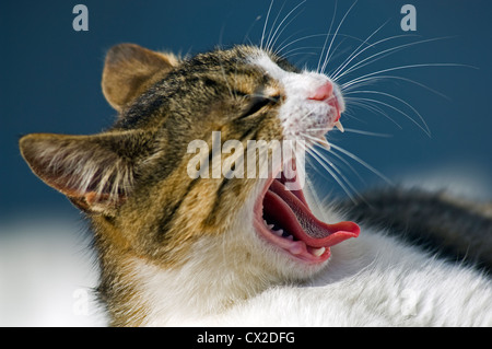 Gähnende Katze Stockfoto