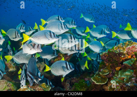 Unterwasser Riff in Cocos Island, Costa Rica, Fisch, Schule der Fische, Gemeinschaft, zusammen, Familie, Gesellschaft, Chirurg Fischen, Tauchen Stockfoto