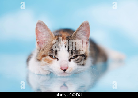 liegende Katze Stockfoto