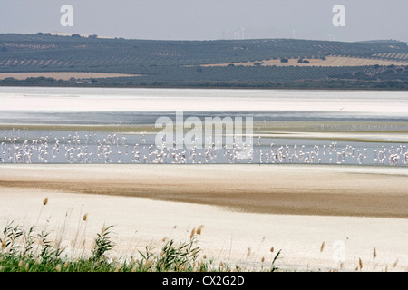 Flamingos auf dem Salzsee von der Lagune Fuente de Piedra, Andalusien Spanien. Stockfoto