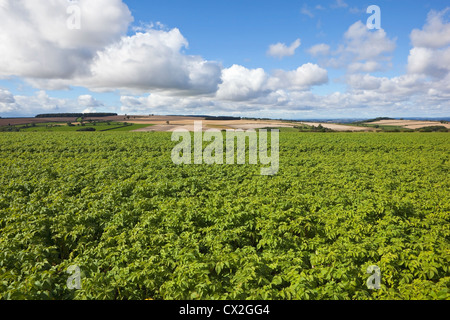 Landschaft mit einem strahlend blauen Himmel mit flauschigen Wolken über die Hügel betrachtet über eine helle grüne Feld gesunden Kartoffeln Stockfoto