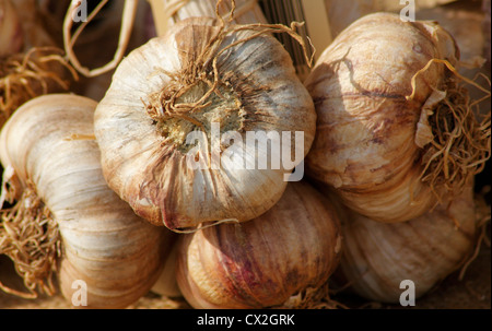 Eine Reihe von organischen Knoblauchzehen gebunden mit Bast zum Verkauf an ein Land fair Bauernmarkt in Derbyshire, England, UK Stockfoto