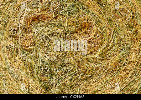 Heuballen von frisch gemähten Grases, Nahaufnahme Stockfoto