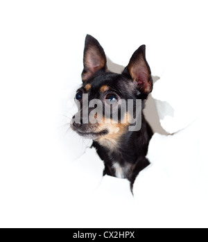 Toy Terrier Hund in Papier zerrissen Bohrung isoliert Stockfoto