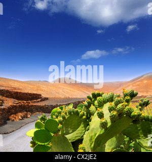 Nopal Kaktus in Lanzarote Orzola mit Bergen auf den Kanarischen Inseln Stockfoto