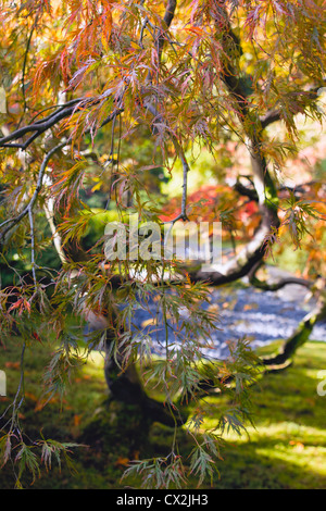 Japanische Schneiden Spitze Blatt rot-Ahornbaum im Herbst Closeup Stockfoto