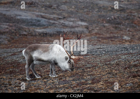 Svalbard-Rentiere (Rangifer Tarandus) Essen Flechten auf der arktischen Tundra, Svalbard, Spitzbergen, Norwegen Stockfoto