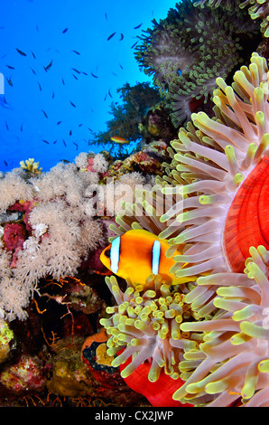 Rotes Meer, Unterwasser, Korallenriff, Leben im Meer, Leben im Meer, Ozean, Tauchen, Urlaub, Wasser, Fisch, Anemone, Anemonenfisch. Stockfoto