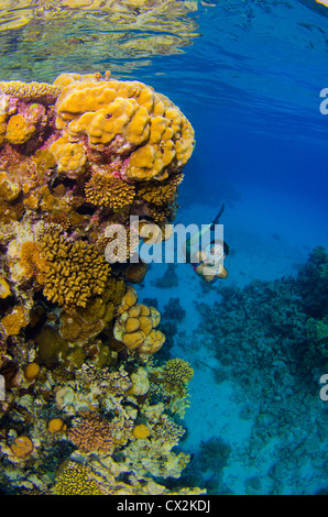 Rotes Meer, Unterwasser, Korallenriff, Leben im Meer, Leben im Meer, Ozean, Tauchen, Urlaub, Wasser, Taucher, weibliche Taucher Schnorcheln Stockfoto