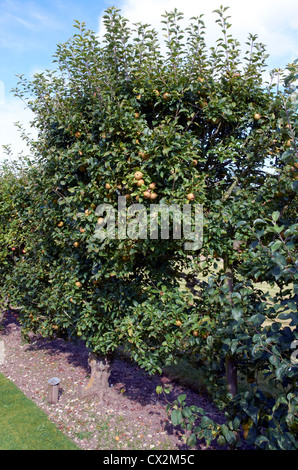 Großen Spalier-Apfelbaum 'Egremont Russet', Herbst Dessert gelten. Stockfoto