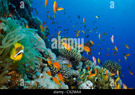 Korallenriff, Rotes Meer, Ägypten, Unterwasser, tropischen Riff, Blauwasser, Scuba, Tauchen, Ozean, Meer, Fische, Meerestiere, klares Wasser. Stockfoto