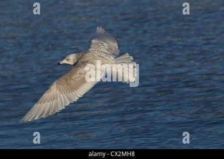 Zweiten winter Island Gull Larus Glaucoides, Shetland, Scotland, UK Stockfoto