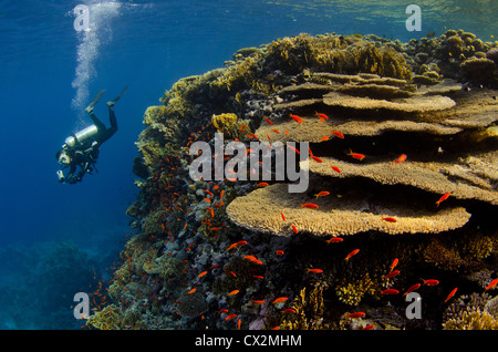 Korallenriff, Rotes Meer, Ägypten, Flachwasser, Blauwasser, harten Korallen, Korallen, bunt, Farbe, Unterwasser, Korallen Riff, Taucher, Tauchen Stockfoto