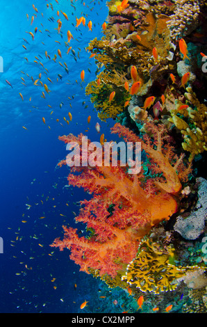 Korallenriff, Rotes Meer, Ägypten, seichten Korallenriff mit harten Korallen und Anthias Fischen im Roten Meer, Ägypten, weiche Koralle, blaue Wasser. Stockfoto