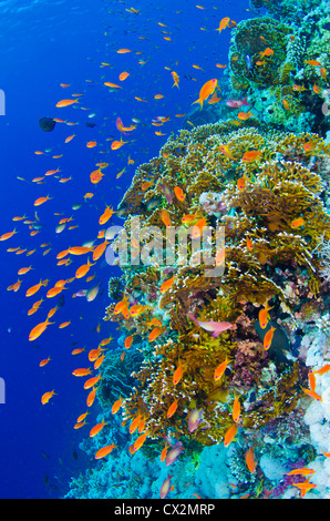 Coral Reef, Rotes Meer, Ägypten, seichten Korallenriff mit harten Korallen und Anthias Fischen im Roten Meer, Ägypten, tropischen Riff, Tauchen. Stockfoto