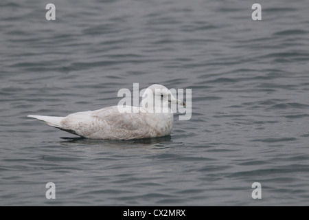 Zweiten winter Island Gull Larus Glaucoides, Shetland, Scotland, UK Stockfoto