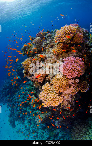 seichten Korallenriff mit harten Korallen und Anthias Fischen im Roten Meer, Ägypten, blauen Wasser, tief, tief, tropischen Riff, Ozean, Meer. Stockfoto