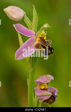 Biene Orchidee Ophrys Apifera Nahaufnahme von Blümchen mit Tautropfen und Biene imitiert Muster Stockfoto