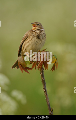 Corn Sie Bunting (Miliaria Calandra) singen von Baum Bäumchen, Suffolk, Mai Stockfoto