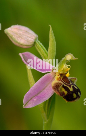 Biene Orchidee Ophrys Apifera Nahaufnahme von Blümchen mit Tautropfen und Biene imitiert Muster, Essex, Juni Stockfoto