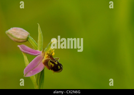 Biene Orchidee Ophrys Apifera Nahaufnahme von Blümchen mit Tautropfen und Bee Mimicikng Muster, Essex, Juni Stockfoto