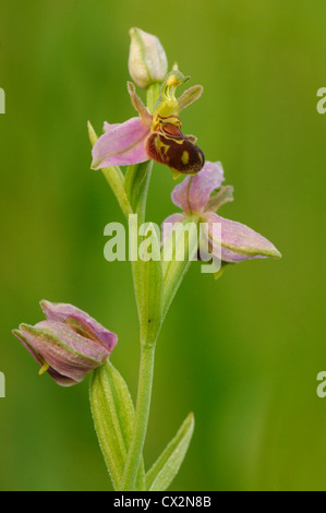 Biene Orchidee Ophrys Apifera Nahaufnahme von Blümchen mit Tautropfen und Biene imitiert Muster, Essex, Juni Stockfoto