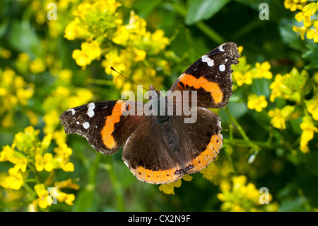 Red Admiral, Vanessa Atalanta Schlemmen auf gemeinsame Winterkresse, Barbarea Vulgaris, ein Mitglied der Familie. Stockfoto