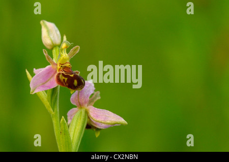 Biene Orchidee Ophrys Apifera Nahaufnahme von Blümchen mit Tautropfen und Biene imitiert Muster, Essex, Juni Stockfoto