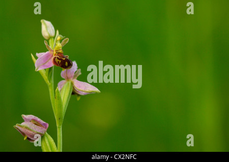 Biene Orchidee Ophrys Apifera Nahaufnahme von Blümchen mit Tautropfen und Biene imitiert Muster, Essex, Juni Stockfoto