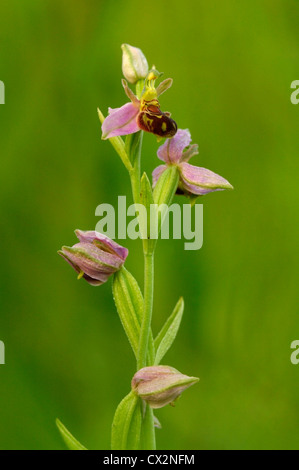 Biene Orchidee Ophrys Apifera Nahaufnahme von Blümchen mit Tautropfen und Biene imitiert Muster Stockfoto