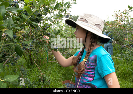 Zehn Jahre altes Mädchen auf einem Pick your own Bauernhof in Massachusetts Blaubeeren pflücken. Stockfoto