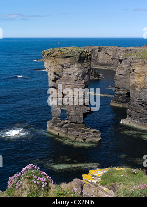 Dh Yesnaby Schloss YESNABY ORKNEY Sea Stacks seapink Blumen felsigen Klippen Top schottischen Küste Schottland Stockfoto