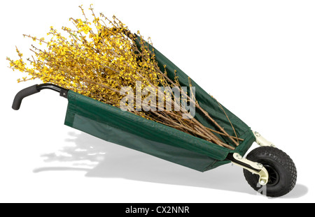 allsop-Wagen mit Forsythien, fotografiert auf weißem Hintergrund Stockfoto