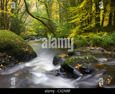 Wunderschöne Herbstfarben säumen das Ufer des Flusses Teign bei Fingle Bridge, Dartmoor National Park, Devon, England. Stockfoto